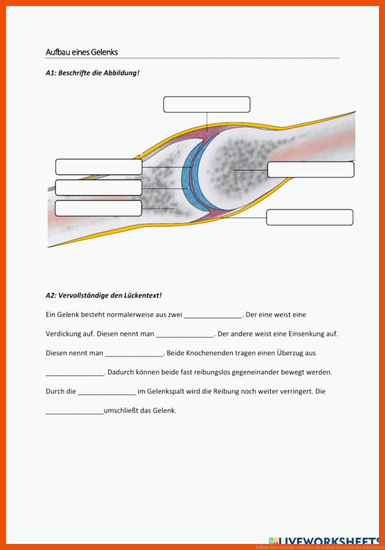 Aufbau Eines Gelenks Worksheet Fuer Aufbau Eines Gelenks Arbeitsblatt