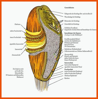Getreidekorn Aufbau Arbeitsblatt