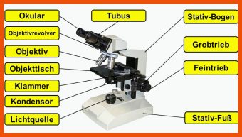 Mikroskop Aufbau Und Funktion Arbeitsblatt