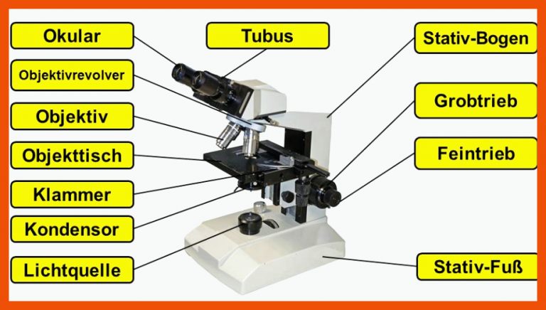 Aufbau eines Lichtmikroskops | Light Microscope für mikroskop aufbau und funktion arbeitsblatt