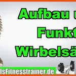 Aufbau & Funktion Der WirbelsÃ¤ule Anatomie FÃ¼r B-lizenz PrÃ¼fung Fuer Beschriftung Aufbau Der Wirbelsäule Arbeitsblatt