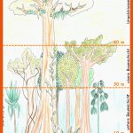 Aufbau Regenwald Fuer Stockwerkbau Regenwald Arbeitsblatt