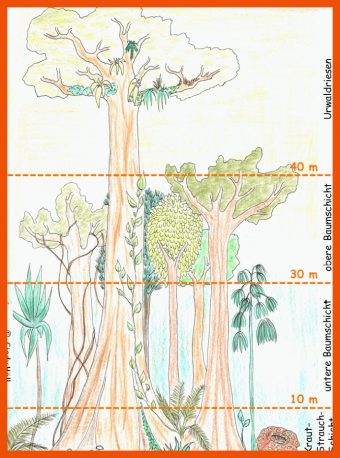 Stockwerkbau Regenwald Arbeitsblatt