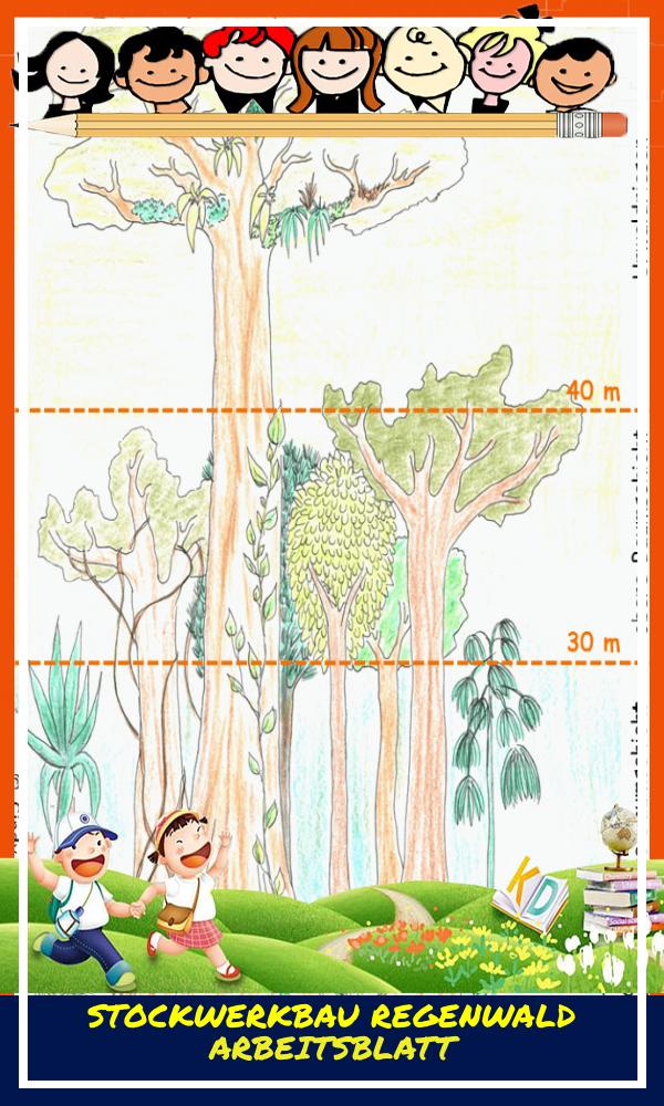 Stockwerkbau Regenwald Arbeitsblatt