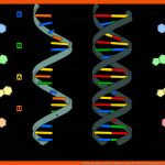 Aufbau, Struktur Und Verschiedene Arten Der Dna Fuer Bausteine Der Dna Arbeitsblatt