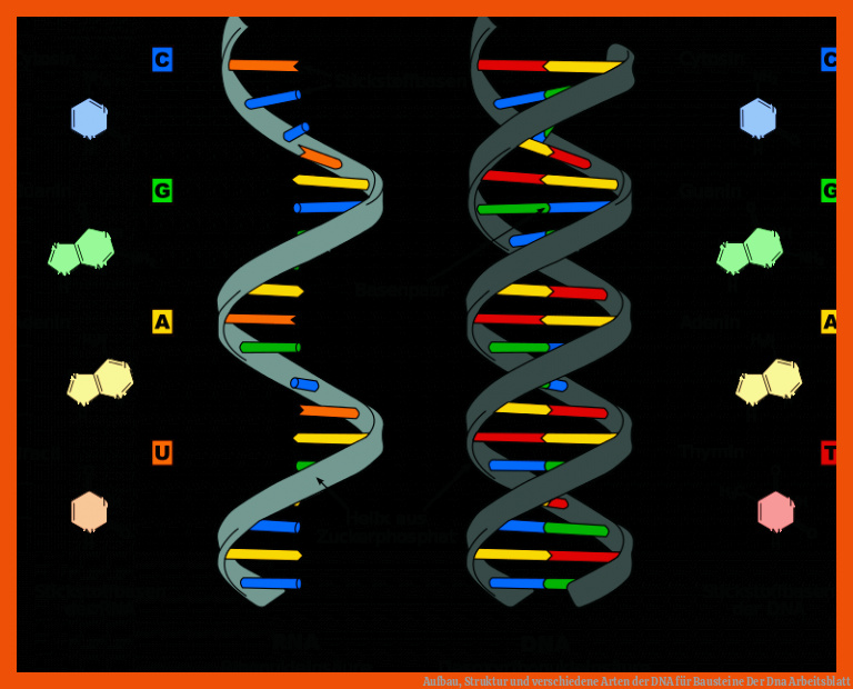 Aufbau, Struktur und verschiedene Arten der DNA für bausteine der dna arbeitsblatt
