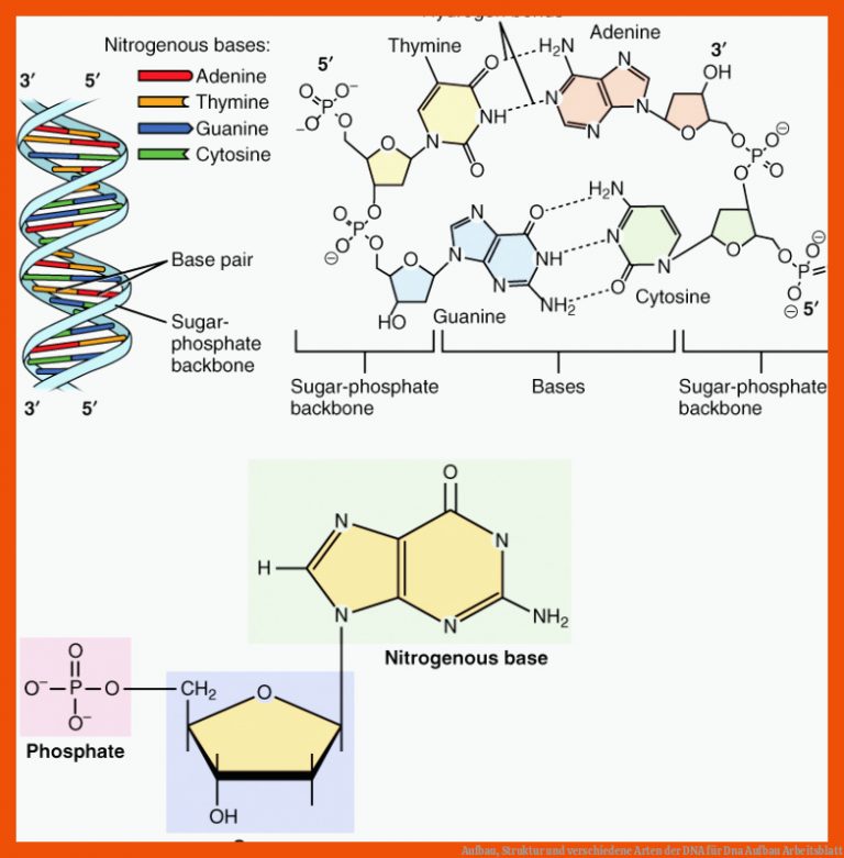 Aufbau, Struktur und verschiedene Arten der DNA für dna aufbau arbeitsblatt