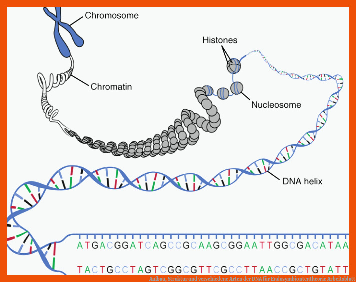 Aufbau, Struktur und verschiedene Arten der DNA für endosymbiontentheorie arbeitsblatt