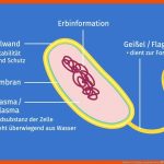 Aufbau & Struktur Von Bakterien â Biologie Klasse 7lancarrezekiq8 Fuer Bakterien Aufbau Arbeitsblatt