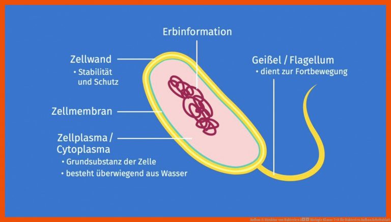 Aufbau & Struktur Von Bakterien â Biologie Klasse 7lancarrezekiq8 Fuer Bakterien Aufbau Arbeitsblatt