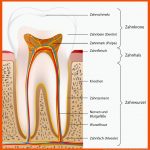 Aufbau Und Anatomie Des Zahnes Fuer Zahn Beschriften Arbeitsblatt