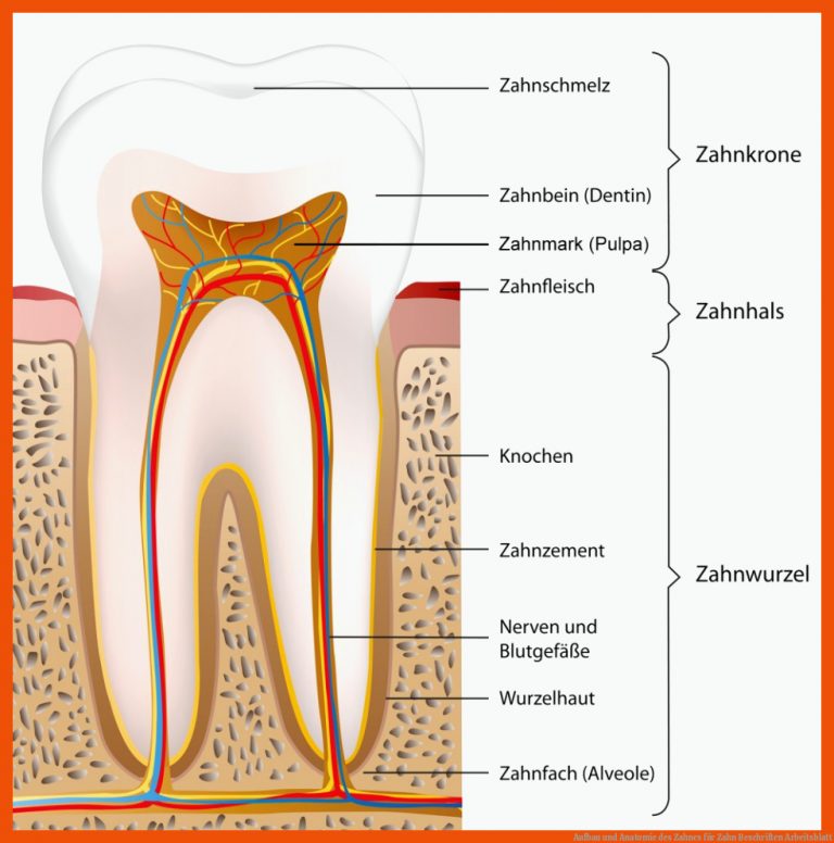 Aufbau und Anatomie des Zahnes für zahn beschriften arbeitsblatt
