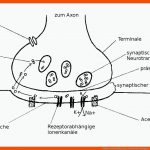 Aufbau Und Funktion Der Chemischen Synapse - Lernen Mit Serlo! Fuer Erregungsübertragung An Der Synapse Arbeitsblatt