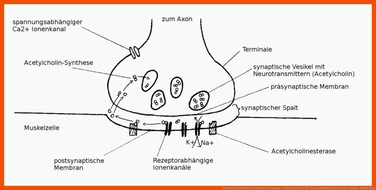 Aufbau und Funktion der chemischen Synapse - lernen mit Serlo! für erregungsübertragung an der synapse arbeitsblatt