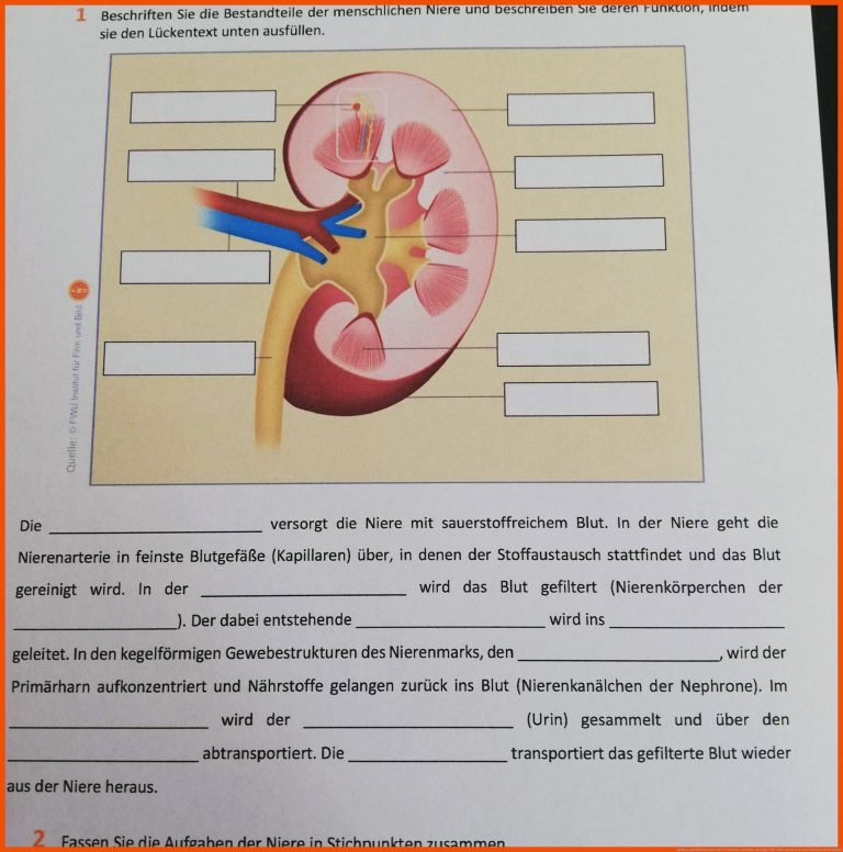 Aufbau Und Funktion Der Niere? (schule, Medizin, Biologie) Fuer Chloroplast Bau Und Funktion Arbeitsblatt