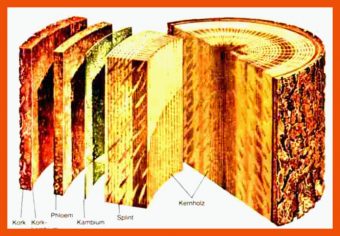 14 Aufbau Baumstamm Arbeitsblatt