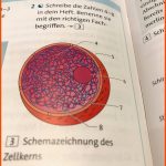 Aufbau Zellkern? (schule, Biologie) Fuer Die Bedeutung Des Zellkerns Arbeitsblatt