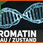 Aufbau & Zustand Des Chromatins Fuer Aufbau Eines Chromosoms Arbeitsblatt