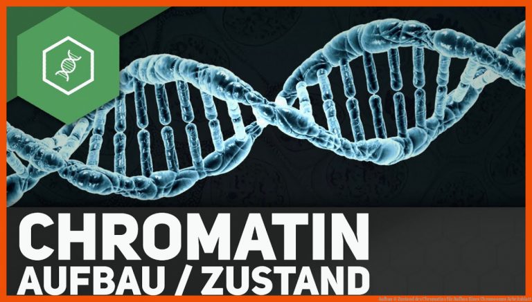 Aufbau & Zustand Des Chromatins Fuer Aufbau Eines Chromosoms Arbeitsblatt
