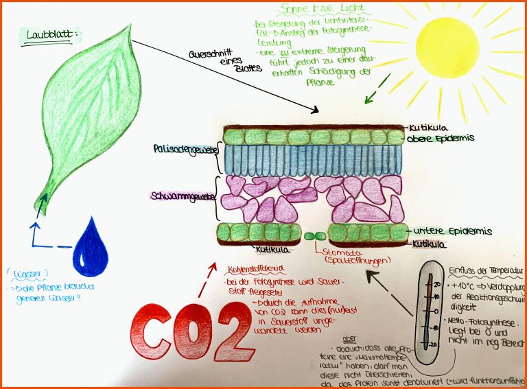 Aufgaben Biologie Q1 für fotosynthese bei licht und schatten arbeitsblatt lösung