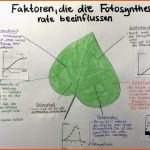 Aufgaben Biologie Q1 Fuer Fotosynthese Bei Licht Und Schatten Arbeitsblatt Lösung