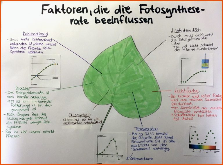 Aufgaben Biologie Q1 Fuer Fotosynthese Bei Licht Und Schatten Arbeitsblatt Lösung