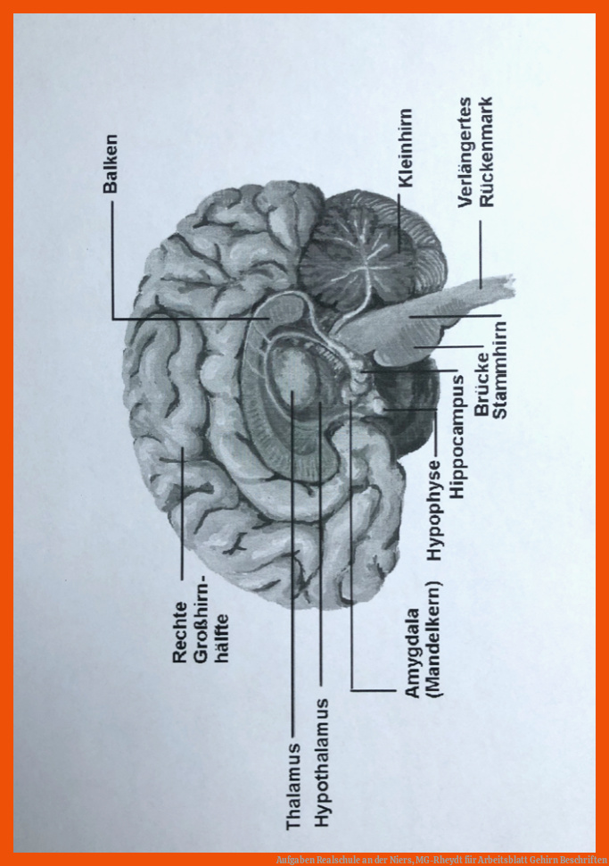 Aufgaben Realschule an der Niers, MG-Rheydt für arbeitsblatt gehirn beschriften