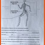Aufgaben Realschule An Der Niers, Mg-rheydt Fuer Das Nervensystem Des Menschen Arbeitsblatt