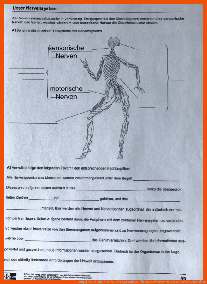 Aufgaben Realschule an der Niers, MG-Rheydt für das nervensystem des menschen arbeitsblatt