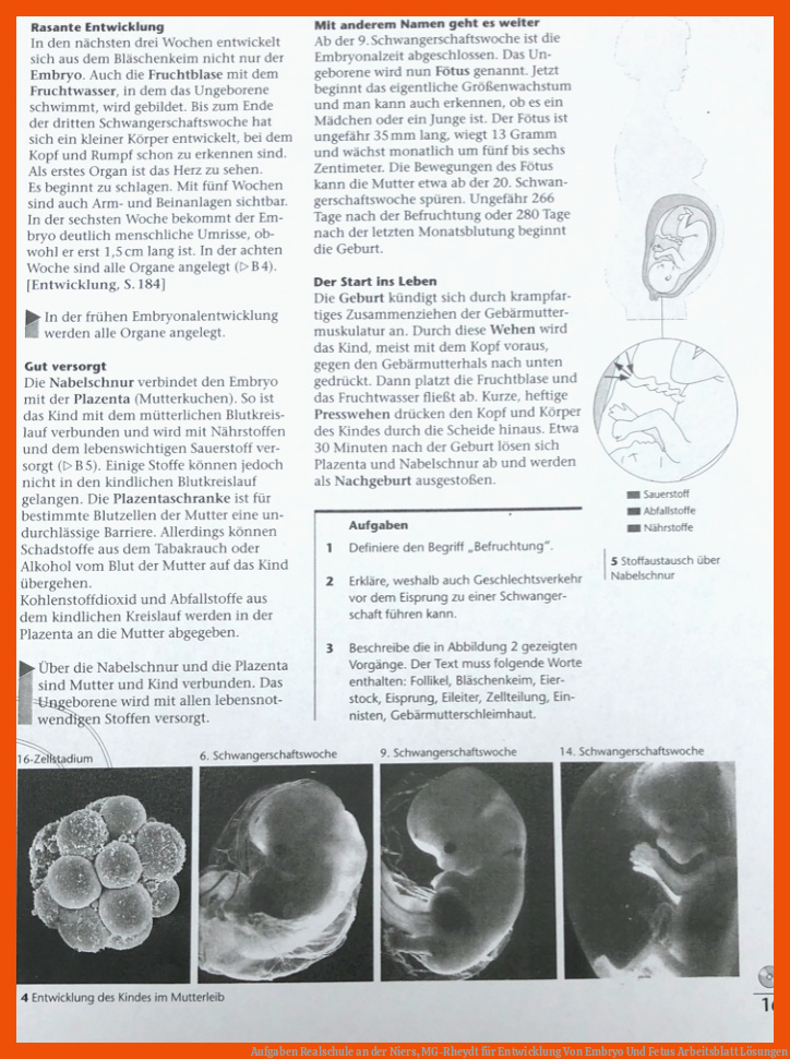 Aufgaben Realschule an der Niers, MG-Rheydt für entwicklung von embryo und fetus arbeitsblatt lösungen