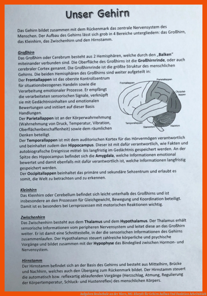 Aufgaben Realschule an der Niers, MG-Rheydt für gehirn aufbau und funktion arbeitsblatt