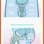 Aufgaben Realschule An Der Niers, Mg-rheydt Fuer Männliche Geschlechtsorgane Arbeitsblatt