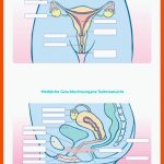 Aufgaben Realschule An Der Niers, Mg-rheydt Fuer Menstruationszyklus Der Weibliche Zyklus Arbeitsblatt Lösungen