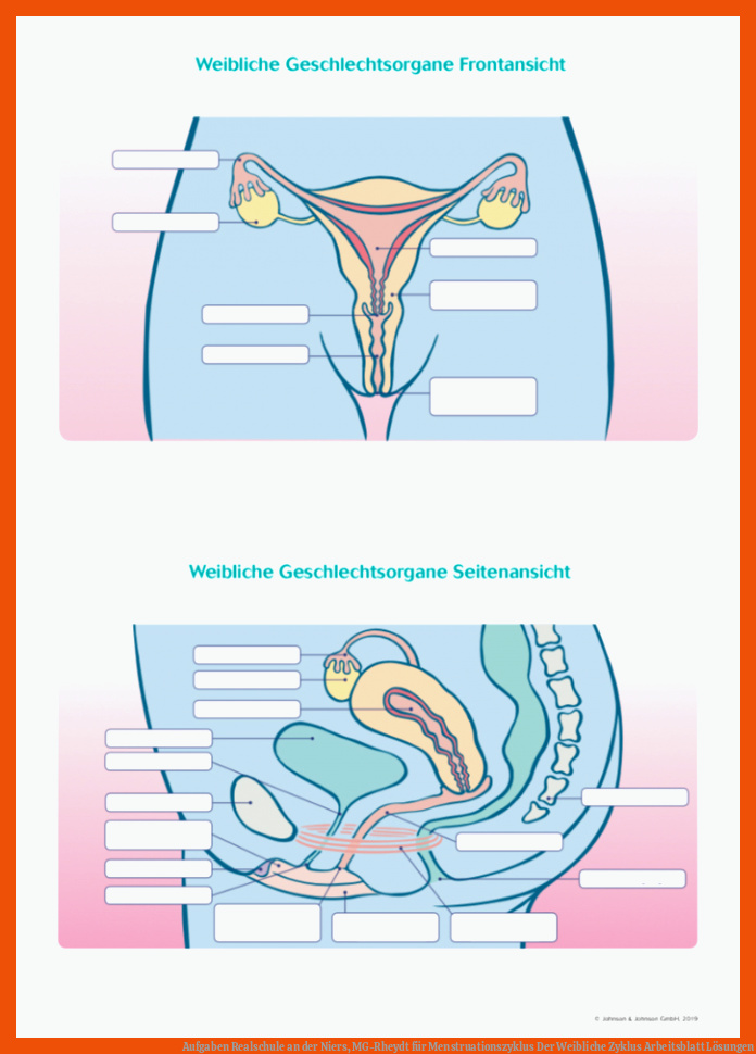 Aufgaben Realschule an der Niers, MG-Rheydt für menstruationszyklus der weibliche zyklus arbeitsblatt lösungen