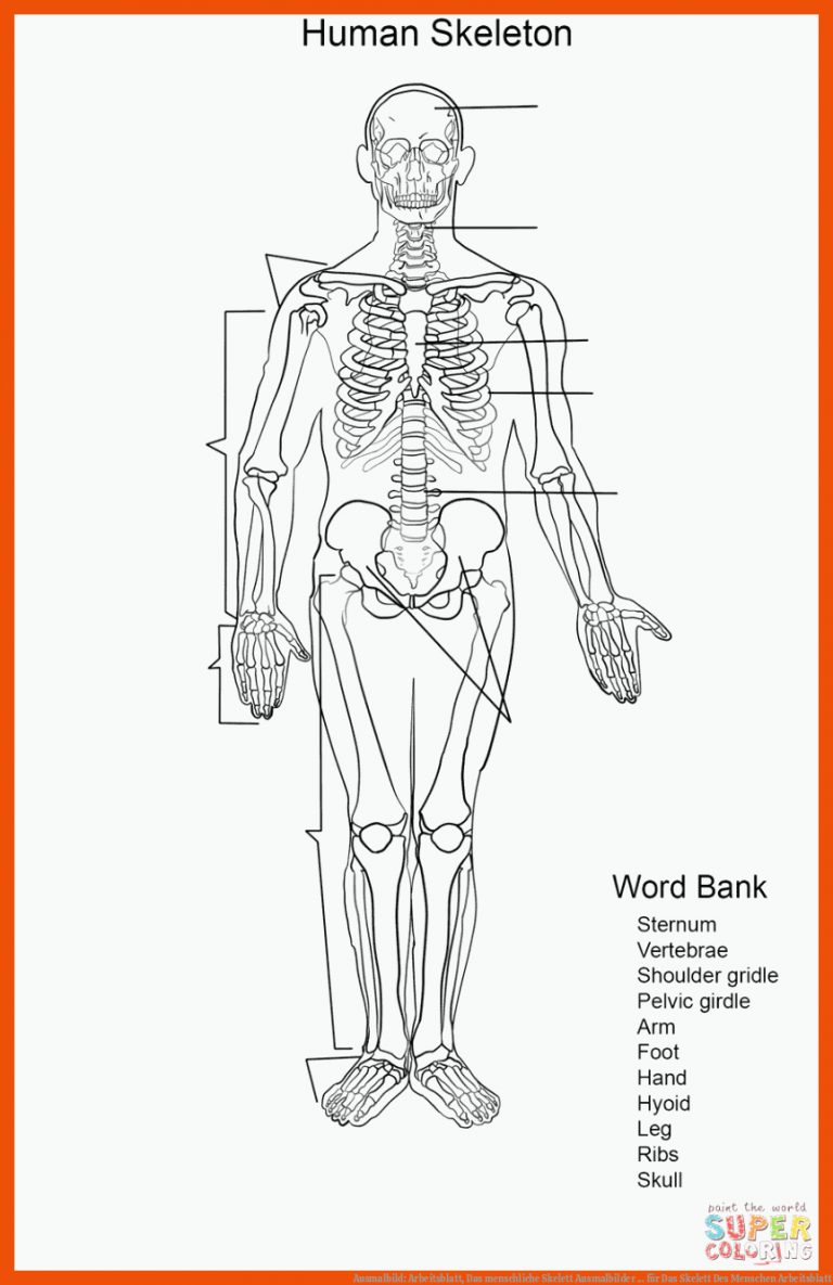 Ausmalbild: Arbeitsblatt, Das menschliche Skelett | Ausmalbilder ... für das skelett des menschen arbeitsblatt