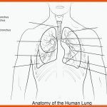 Ausmalbild: Arbeitsblatt, Die Menschliche Lunge Ausmalbilder ... Fuer Aufbau Der Lunge Arbeitsblatt