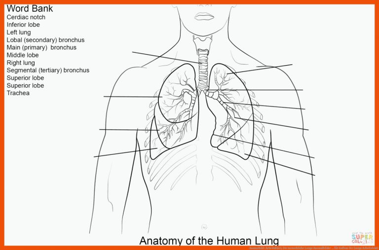 Ausmalbild: Arbeitsblatt, Die Menschliche Lunge Ausmalbilder ... Fuer Aufbau Der Lunge Arbeitsblatt