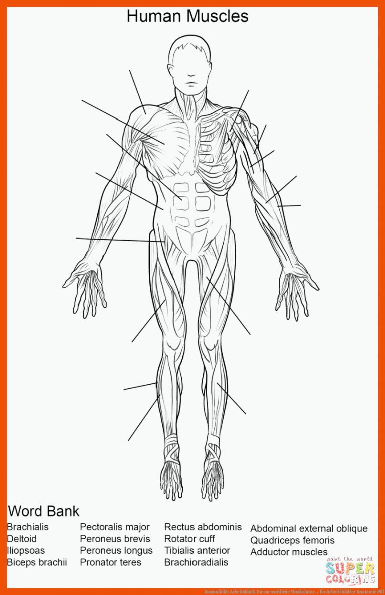 Ausmalbild: Arbeitsblatt, Die menschliche Muskulatur ... für arbeitsblätter anatomie pdf