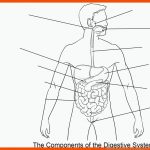 Ausmalbild: Arbeitsblatt, Teile Des Verdauungssystems ... Fuer Arbeitsblätter Verdauungssystem Anatomie