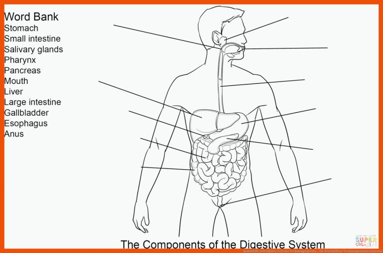 Ausmalbild: Arbeitsblatt, Teile des Verdauungssystems ... für arbeitsblätter verdauungssystem anatomie
