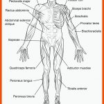 Ausmalbild: Die Menschliche Muskulatur, Vorderansicht ... Fuer Arbeitsblatt Muskeln