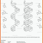 Ausmalbild: Rna Und Dna-arbeitsblatt Ausmalbilder Kostenlos Zum ... Fuer Bausteine Der Dna Arbeitsblatt