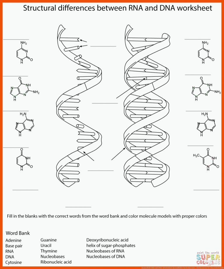 Ausmalbild: RNA und DNA-Arbeitsblatt | Ausmalbilder kostenlos zum ... für bausteine der dna arbeitsblatt