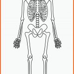 Ausmalbild: Skelett Ausmalbilder Kostenlos Zum Ausdrucken Fuer Skelett Arbeitsblatt Kostenlos
