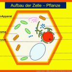 Auufbau Zelle - ÃbungsblÃ¤tter Pdf Memory-palace.de Fuer Menschliche Zelle Aufbau Arbeitsblatt