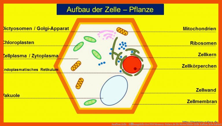 Auufbau Zelle - ÃbungsblÃ¤tter PDF | Memory-Palace.de für menschliche zelle aufbau arbeitsblatt