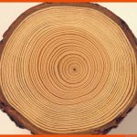 BÃ¤ume: Rohstoff Holz - Pflanzen - Natur - Planet Wissen Fuer Rohstoff Holz Arbeitsblatt