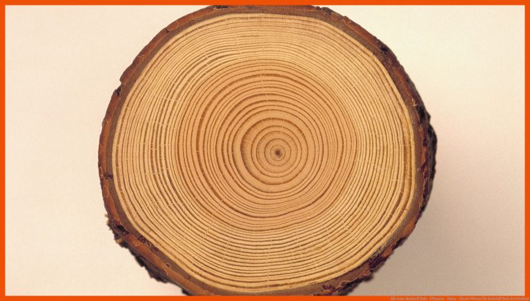 BÃ¤ume: Rohstoff Holz - Pflanzen - Natur - Planet Wissen für rohstoff holz arbeitsblatt