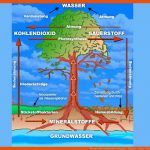 BÃ¤ume: Wie Funktioniert Ein Baum? - Pflanzen - Natur - Planet Wissen Fuer Der Wald Hat Viele Funktionen Arbeitsblatt