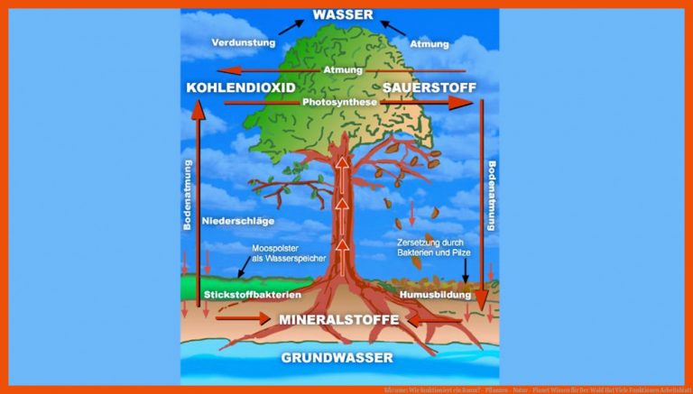 BÃ¤ume: Wie funktioniert ein Baum? - Pflanzen - Natur - Planet Wissen für der wald hat viele funktionen arbeitsblatt
